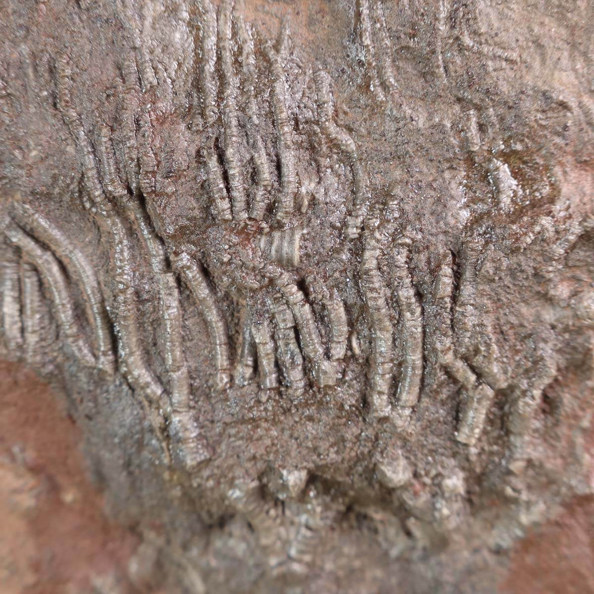 Fossil of Scyphocrinites elegans sea lilies, 22x17 cm, 425 million years old, unique piece No. 101 on display with pen for scale.