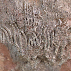 Close-up of a Scyphocrinites elegans fossil showing detailed crinoid structures on a stone surface, 425 million years old.
