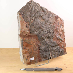 Fossilized crinoid fossil (Scyphocrinites elegans) from Morocco displayed with pen for scale, unique 425 million-year-old artifact.