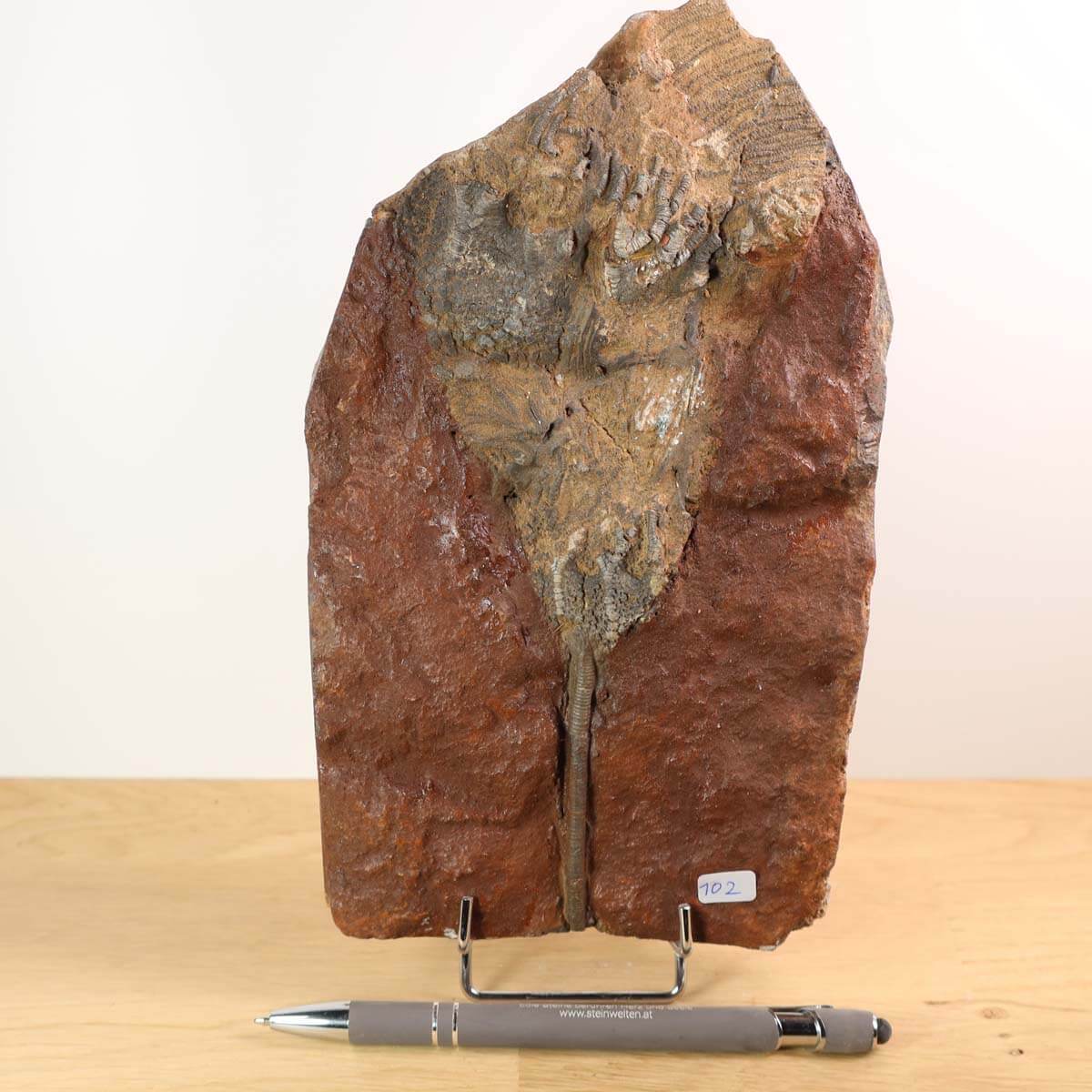 Versteinertes Seelilienfossil (Scyphocrinites elegans) aus Marokko auf einem Stand, Unikat Nr. 102, 22x13 cm, 425 Millionen Jahre alt.