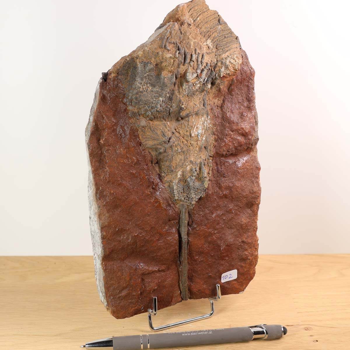 Versteinertes Seelilienfossil (Scyphocrinites elegans) aus Marokko auf einem Stand, Unikat Nr. 102, 22x13 cm, 425 Millionen Jahre alt.