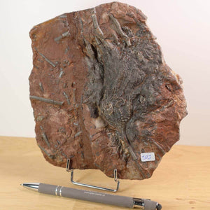Versteinertes Seelilien-Fossil Scyphocrinites elegans mit brauner Textur, einzigartiges Naturkunstwerk aus Marokko, Unikat Nr. 103.