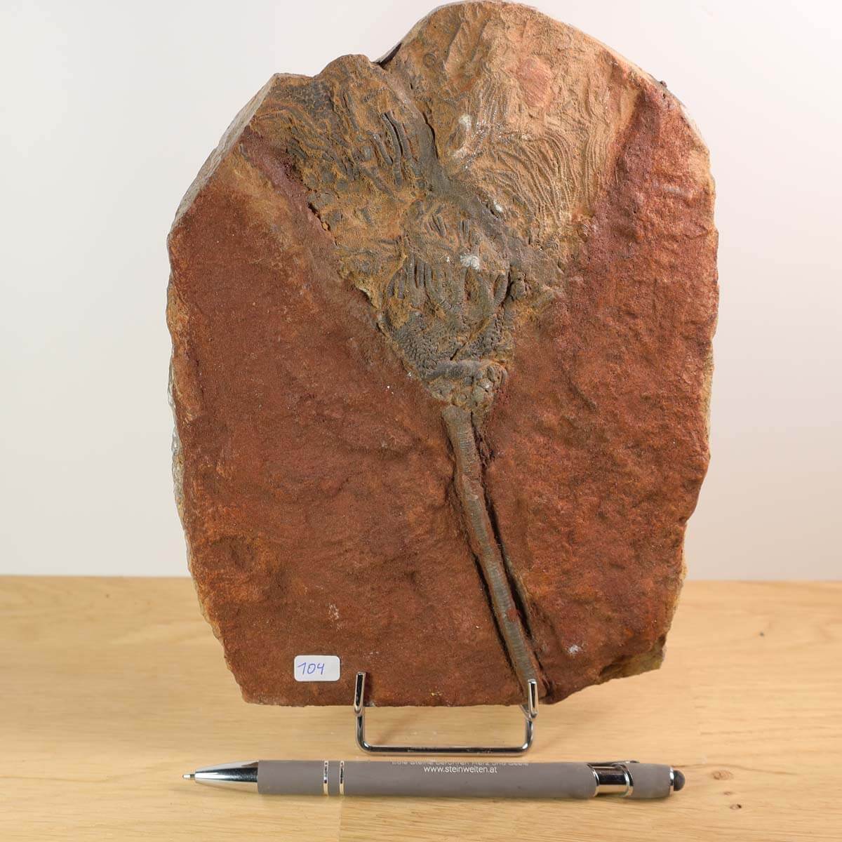 Fossil of Scyphocrinites elegans on stand, 21x15 cm, unique piece from Morocco, brown stone texture, pen for scale