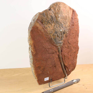 Alt Tag: Versteinertes Seelilien-Fossil (Scyphocrinites elegans) aus Marokko, Unikat Nr. 104, 21x15 cm, 425 Millionen Jahre alt