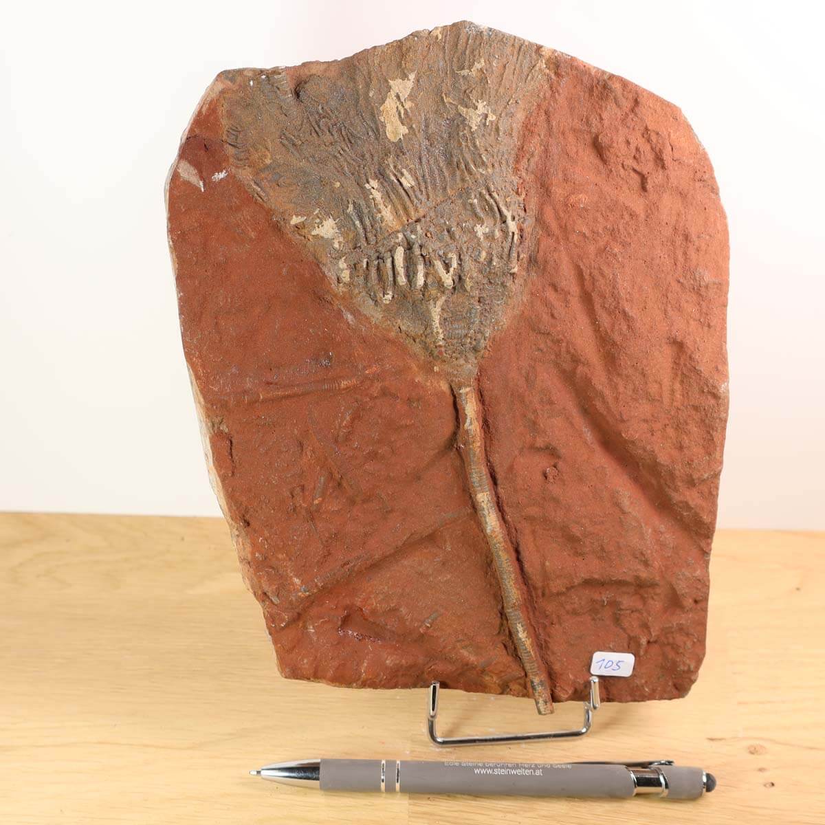 Versteinertes Seelilien-Fossil (Scyphocrinites elegans) aus Marokko, 21x16 cm, Unikat Nr. 105, 425 Millionen Jahre alt