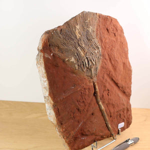 Fossil of Scyphocrinites elegans sea lily, 21x16 cm, 425 million years old, unique piece No. 105, found in Morocco.