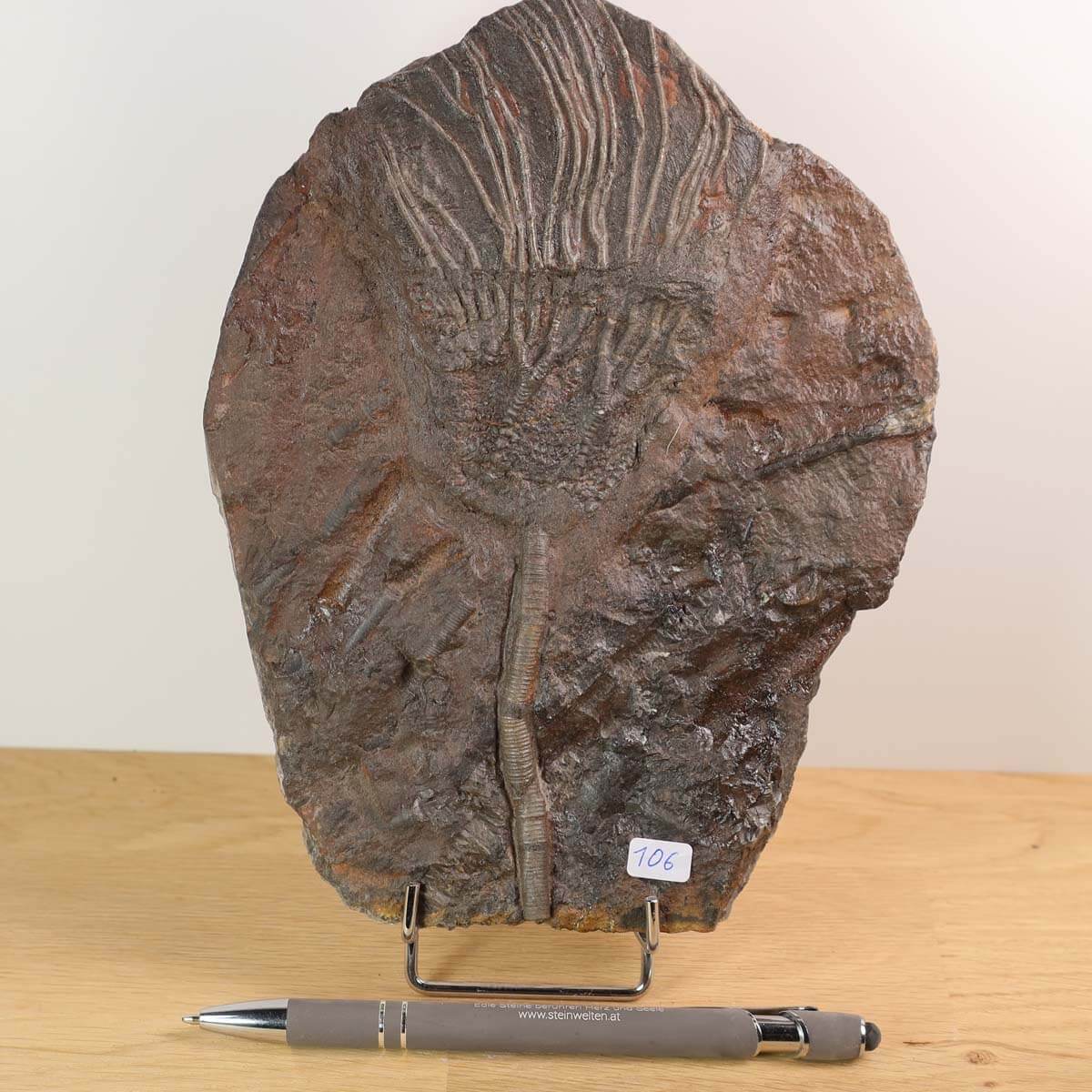 Fossil of Seelilie Scyphocrinites elegans from Morocco, 425 million years old, unique piece number 106 on display stand.