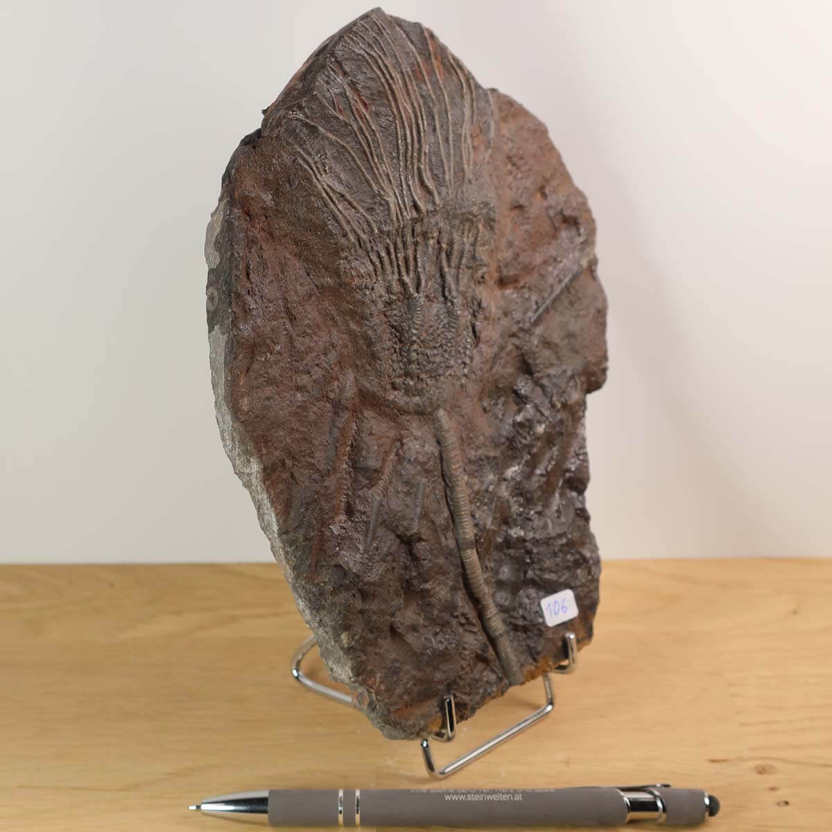Fossil of Seelilie Scyphocrinites elegans from Morocco, 425 million years old, unique piece number 106 on display stand.