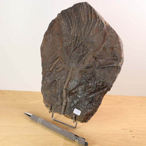 Versteinertes Seelilien-Fossil (Scyphocrinites elegans) aus Marokko, 20x15 cm, Unikat Nr. 106, Jahrmillionen altes Naturkunstwerk