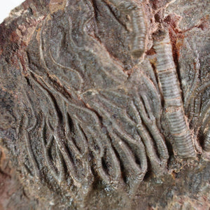 Close-up of Scyphocrinites elegans fossil, showcasing intricate crinoid structures, 425 million years old, unique fossil art.