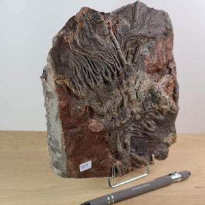 Versteinertes Fossil von Seelilien (Scyphocrinites elegans) aus Marokko, 17x14 cm, 425 Millionen Jahre alt, Unikat Nr. 107