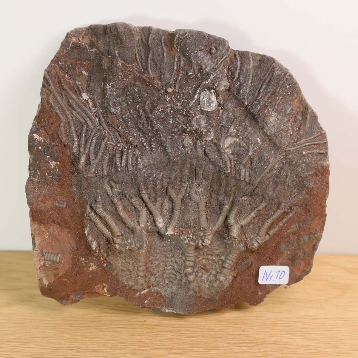 Versteinertes Fossil Seelilien Scyphocrinites elegans 12x12 cm, 425 Millionen Jahre alt, Unikat Nr. 10 neben Kugelschreiber