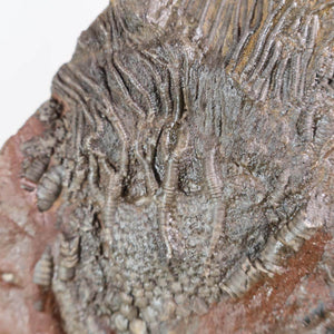 Versteinertes Scyphocrinites elegans Fossil, Seelilien aus Marokko, 425 Millionen Jahre alt, einzigartiges Naturkunstwerk, Unikat Nr. 110