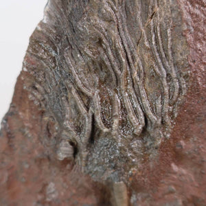 Versteinertes Fossil Seelilie aus Marokko, 16x11 cm, 425 Millionen Jahre alt - einzigartiges Naturkunstwerk, versteinerte Seelilie kaufen