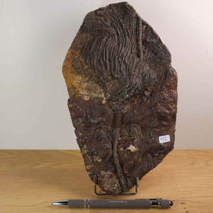 Scyphocrinites elegans versteinerte Seelilie Fossil aus Marokko mit Stiel und Kelch, 425 Millionen Jahre alt, einzigartig.