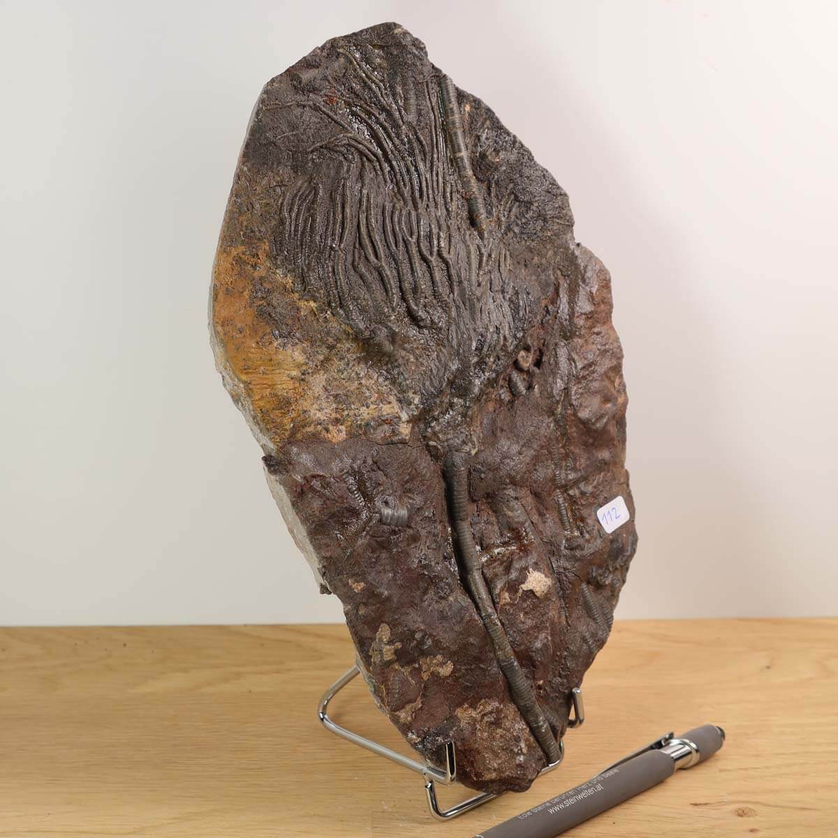 Scyphocrinites elegans versteinerte Seelilie Fossil aus Marokko mit Stiel und Kelch, 425 Millionen Jahre alt, einzigartig.