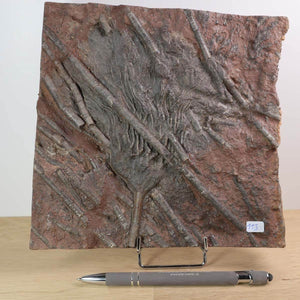 Versteinertes Fossil der Seelilie (Scyphocrinites elegans) aus Marokko, 18x18 cm, Unikat Nr. 113, perfekt zum Kaufen als Naturkunstwerk.