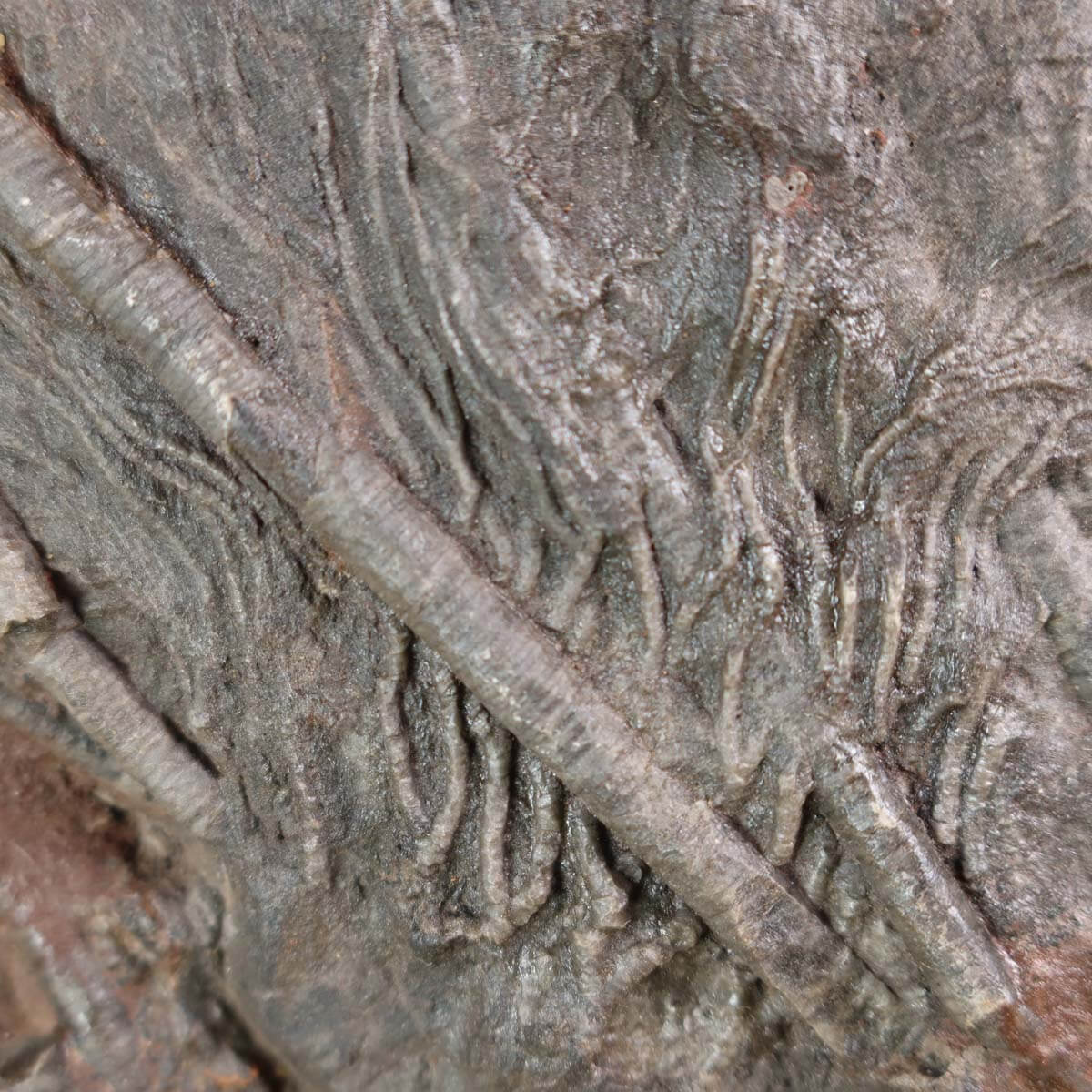 Versteinertes Fossil der Seelilie (Scyphocrinites elegans) aus Marokko, 18x18 cm, Unikat Nr. 113, perfekt zum Kaufen als Naturkunstwerk.