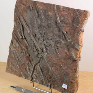 Versteinertes Fossil der Seelilien (Scyphocrinites elegans), 18x18 cm, 425 Millionen Jahre alt, Einzigartiges Naturkunstwerk, Unikat Nr. 113