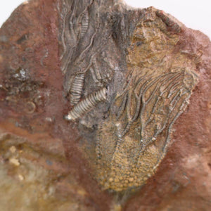 Alt Tag: Fossil of sea lily (Scyphocrinites elegans) from Morocco, 425 million years old, unique piece 114, buy versteinertes Seelilie
