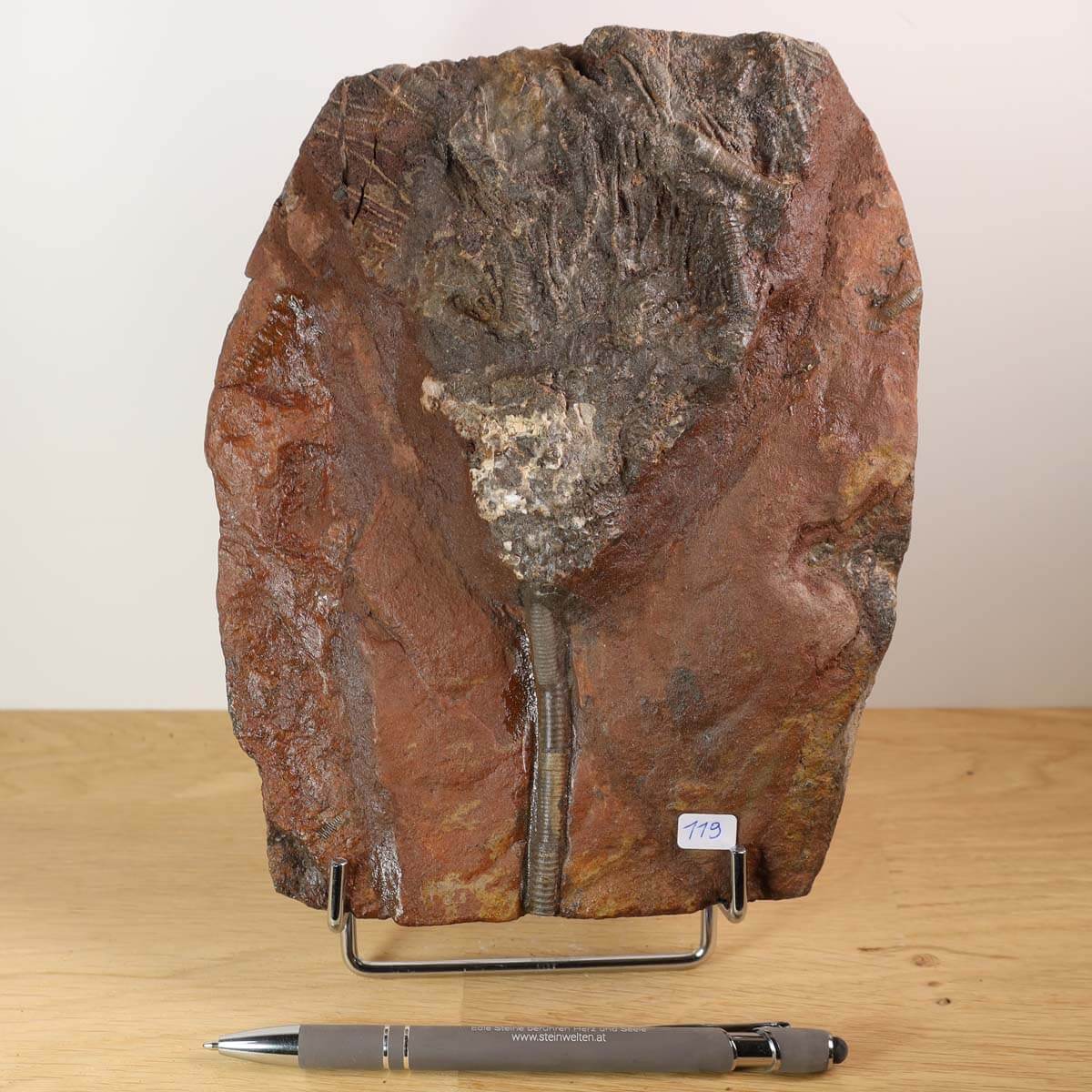 Versteinertes Fossil - Seelilien (Scyphocrinites elegans) 19x16 cm aus Marokko, 425 Millionen Jahre alt, Unikat Nr. 119