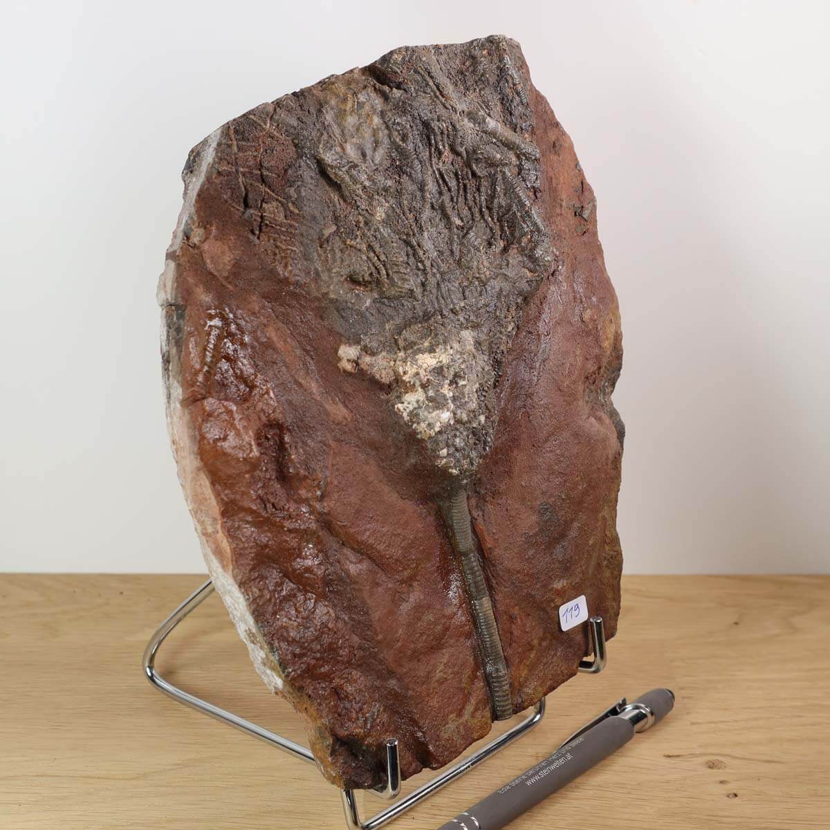 Versteinertes Fossil - Seelilien (Scyphocrinites elegans) 19x16 cm aus Marokko, 425 Millionen Jahre alt, Unikat Nr. 119