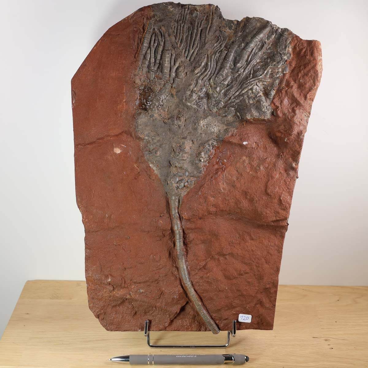 Oceanic fossil of a crinoid (Scyphocrinites elegans) on display, ancient marine art from Morocco, perfect for fossil collectors.