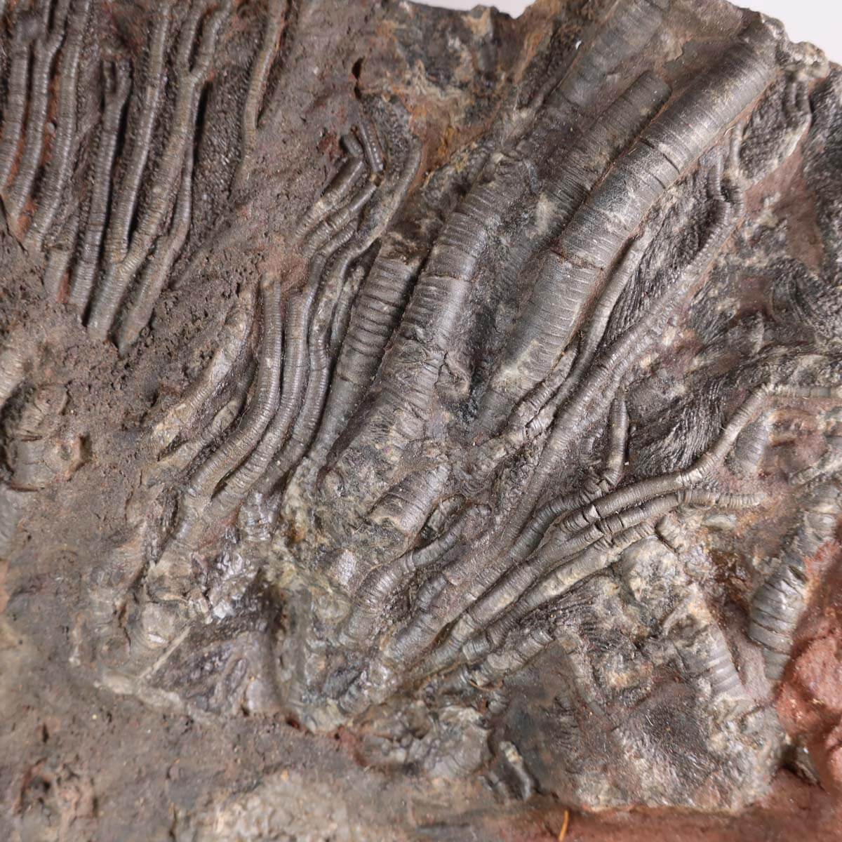 Oceanic fossil of a crinoid (Scyphocrinites elegans) on display, ancient marine art from Morocco, perfect for fossil collectors.