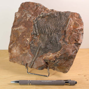 Fossil of crinoid Scyphocrinites elegans from Morocco displayed with a pen for scale, showcasing marine life from 425 million years ago.