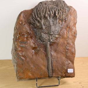 Versteinertes Fossil Seelilien Scyphocrinites elegans aus Marokko, 18x14 cm, 425 Millionen Jahre alt, Unikat Nr. 13.
