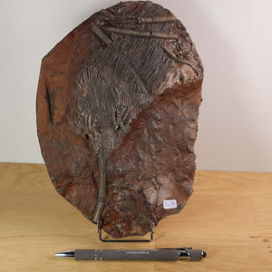 Versteinertes Fossil - Seelilien (Scyphocrinites elegans), 23x16 cm, aus Marokko, Unikat Nr. 14, rund 425 Millionen Jahre alt.