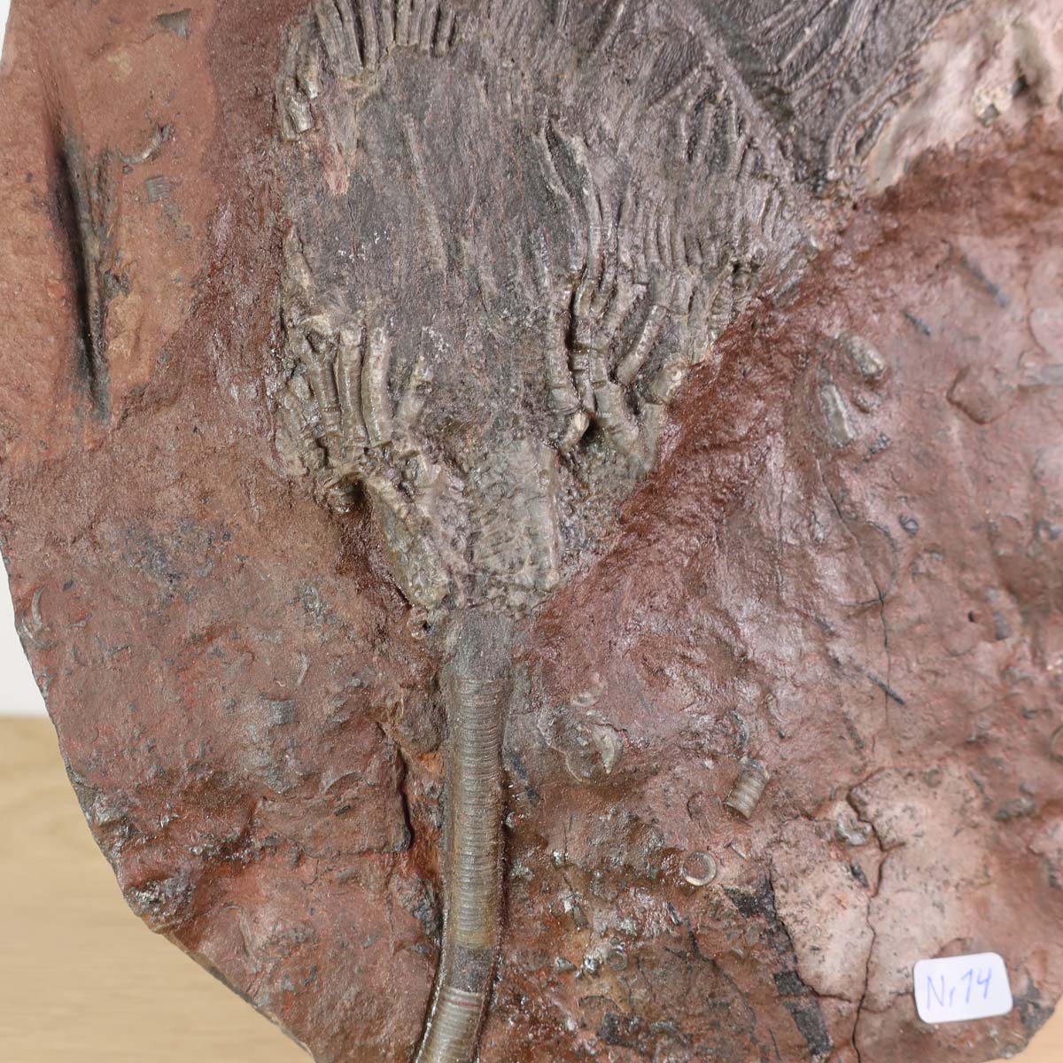 Versteinertes Fossil - Seelilien (Scyphocrinites elegans), 23x16 cm, aus Marokko, Unikat Nr. 14, rund 425 Millionen Jahre alt.