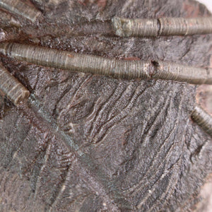 Close-up of a fossilized sea lily (Scyphocrinites elegans) showing detailed texture and structure, unique specimen from Morocco.