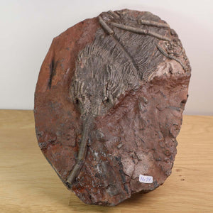 Versteinertes Seelilienfossil (Scyphocrinites elegans) aus Marokko, 425 Millionen Jahre alt, einzigartiges Naturkunstwerk, Unikat Nr. 14