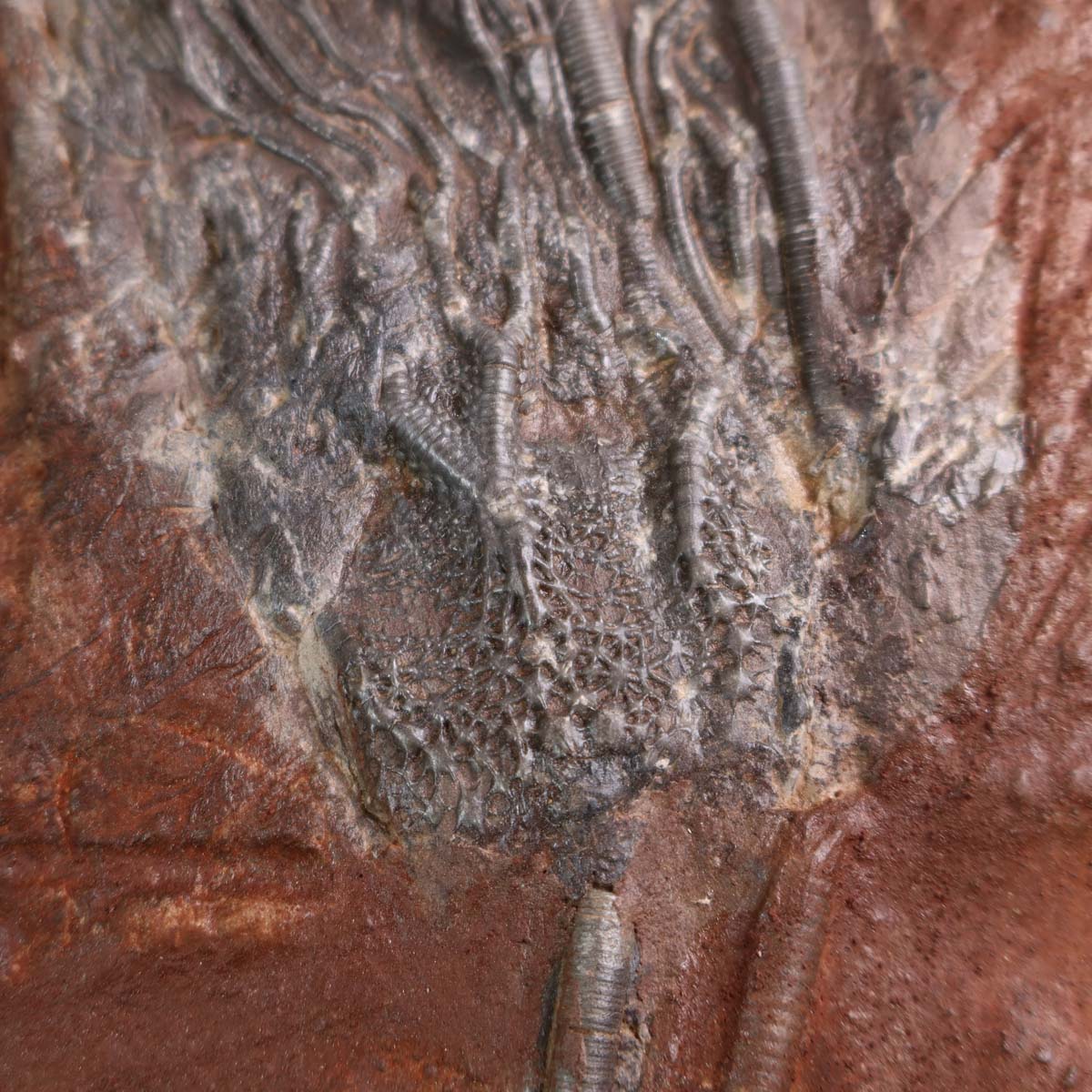 Versteinertes Fossil Seelilien Scyphocrinites elegans 26x17 cm 425 Millionen Jahre Unikat Nr. 15, antike Naturkunst Marokko