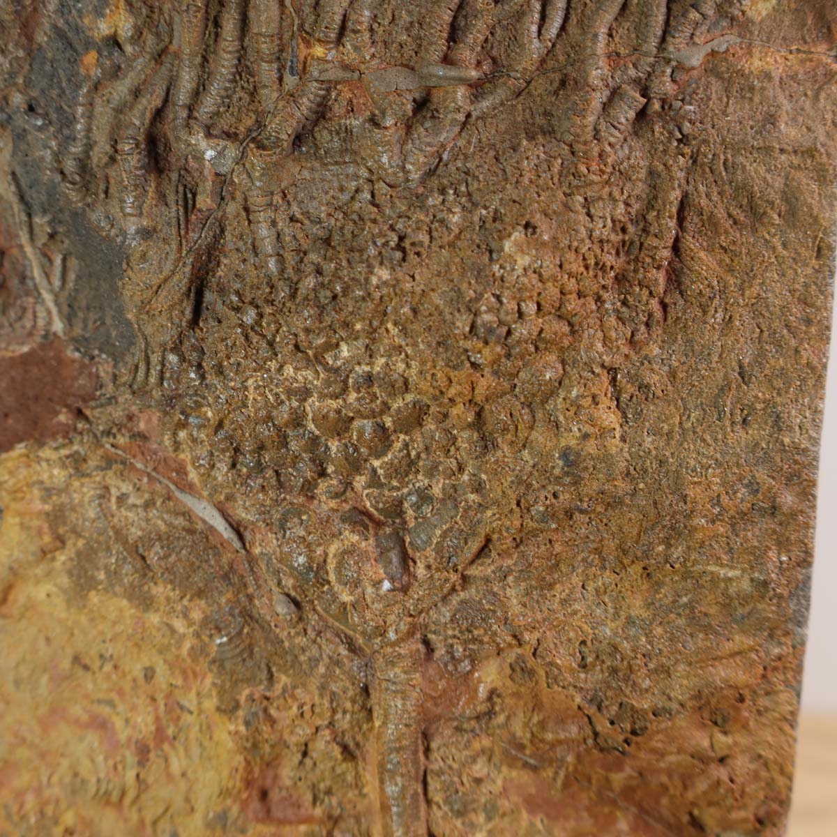 Fossil von Seelilien (Scyphocrinites elegans) auf Ständer, 25x11 cm, 425 Millionen Jahre alt, einzigartig, aus Marokko.