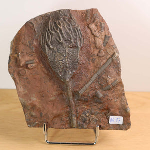 Versteinertes Fossil Seelilien Scyphocrinites elegans 12x11 cm, 425 Millionen Jahre altes Unikat Nr. 17 aus Marokko.