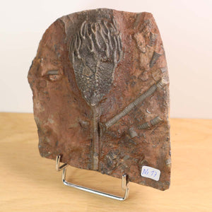 Fossil of Scyphocrinites elegans sea lilies from Morocco, 425 million years old, unique piece No. 17, displayed on stand.