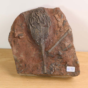 Versteinertes Seelilien Fossil, Scyphocrinites elegans, Unikat Nr. 17, 12x11 cm, 425 Millionen Jahre alt, aus Marokko.