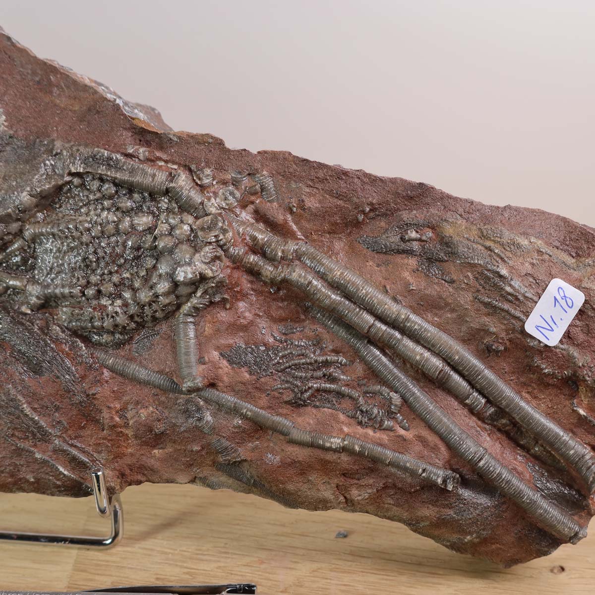 Versteinertes Seelilien-Fossil Scyphocrinites elegans aus Marokko, 28x12 cm, 425 Millionen Jahre alt, Unikat Nr. 18