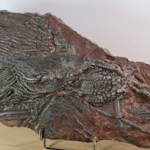 Fossilized Sea Lily (Scyphocrinites elegans) from Morocco, measuring 28x12 cm, showcasing intricate details, 425 million years old.