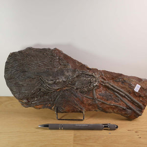 Versteinertes Seelilien-Fossil Scyphocrinites elegans aus Marokko, 28x12 cm, 425 Millionen Jahre alt, Unikat Nr. 18
