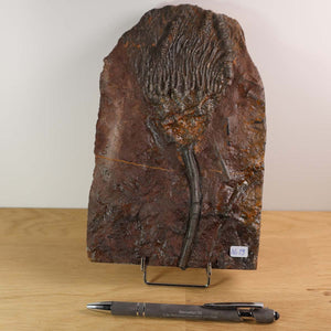 Versteinertes Fossil Seelilien Scyphocrinites elegans auf Ausstellungsständer, 21x13 cm, 425 Millionen Jahre alt, Unikat Nr. 19