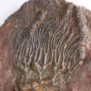 Close-up of fossilized crinoid (Seelilien) specimen Scyphocrinites elegans from Morocco, unique 21x13 cm piece, 425 million years old.