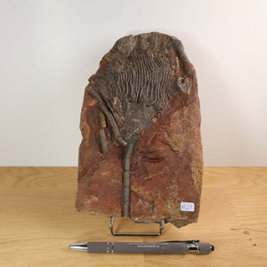 Fossil display of Seelilien (Scyphocrinites elegans) from Morocco, 425 million years old, unique specimen on a wooden surface.