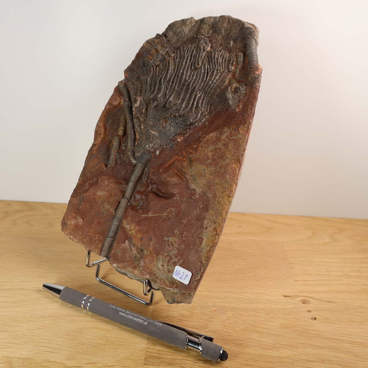 Versteinertes Scyphocrinites elegans Fossil aus Marokko, Seelilien auf braunem Gestein gezeigt mit Kugelschreiber, Unikat Nr. 21