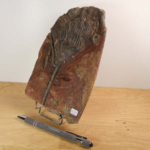 Fossil of Scyphocrinites elegans on display stand, 20x13 cm, unique piece #21, with pen for scale, 425 million years old from Morocco.