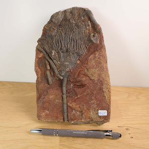 Versteinertes Scyphocrinites elegans Fossil aus Marokko, Seelilien auf braunem Gestein gezeigt mit Kugelschreiber, Unikat Nr. 21