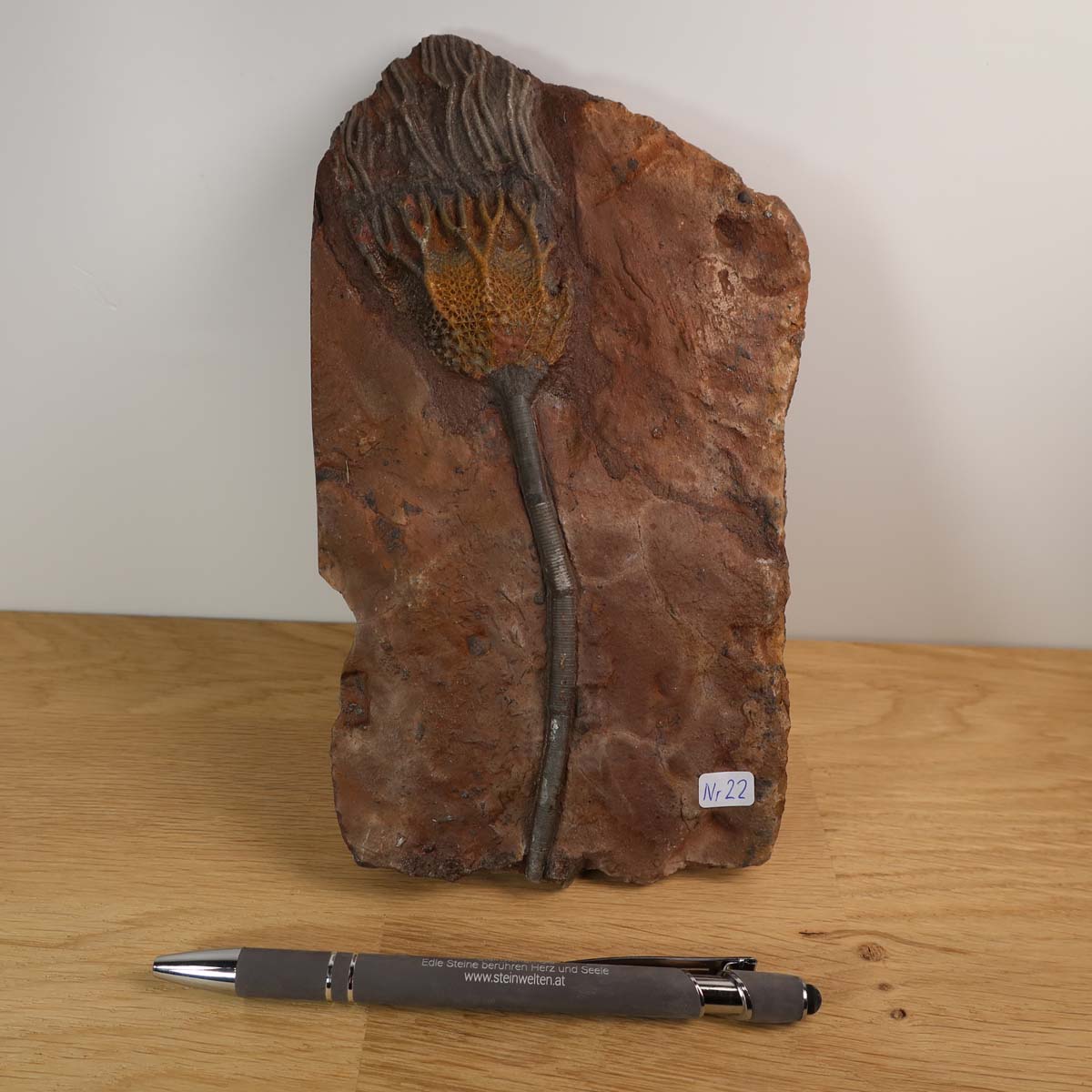 Fossil of a Scyphocrinites elegans sea lily from Morocco, displayed on a stand with a pen for scale, unique artwork No. 22.