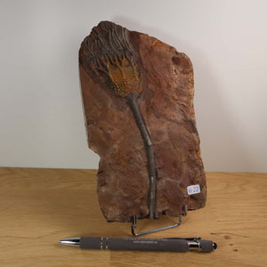Fossil of a Scyphocrinites elegans sea lily from Morocco, displayed on a stand with a pen for scale, unique artwork No. 22.